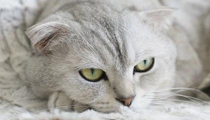 如何快速检查和应对身份信息被冒用的情况?立即了解有效方法!